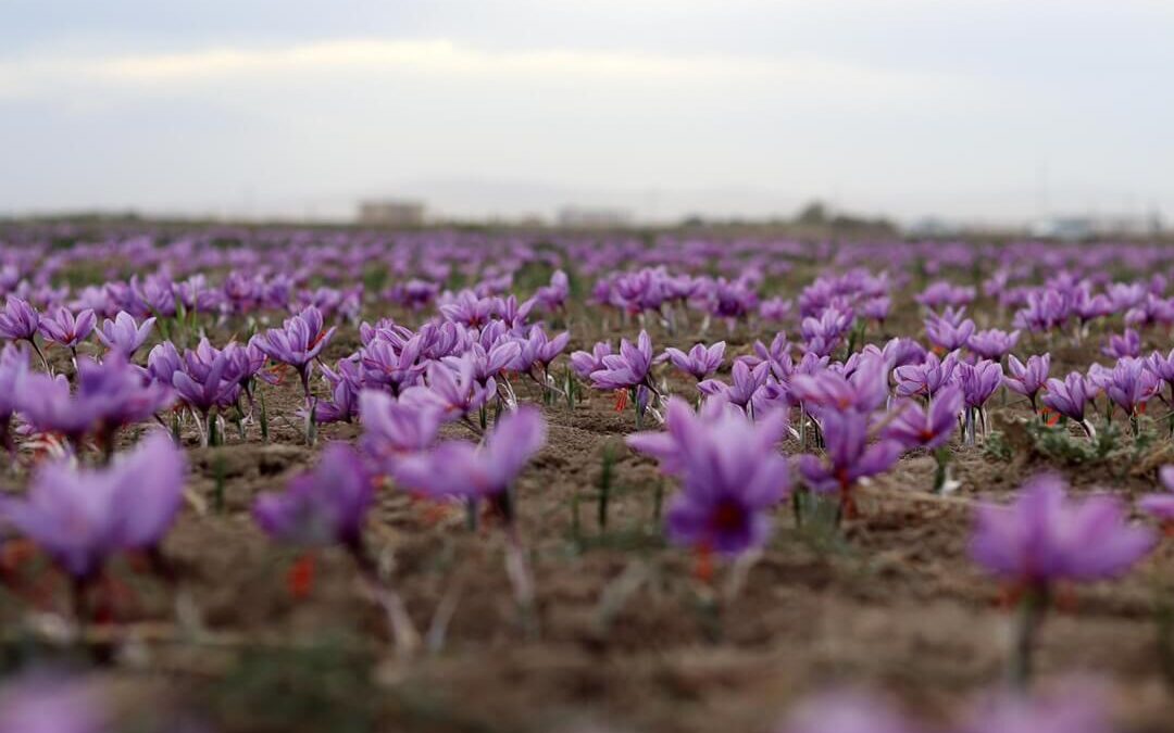 what is saffron?