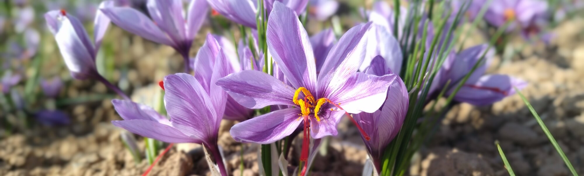 roobias saffron journal