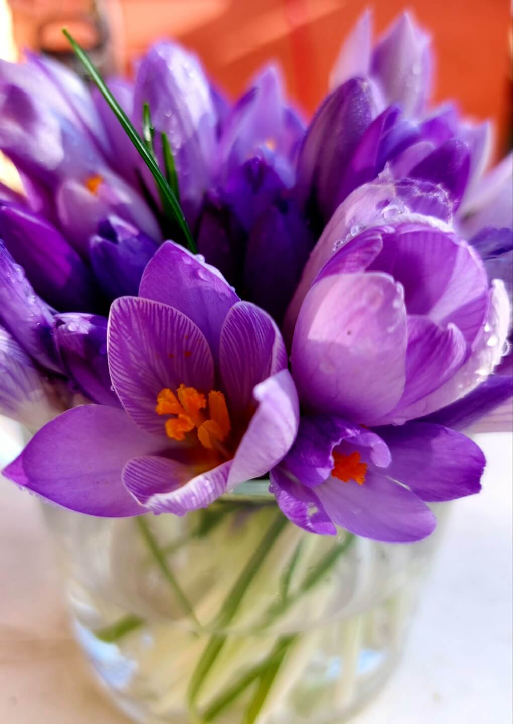 Exploring global saffron market trends and commercial trade standards - Roobias