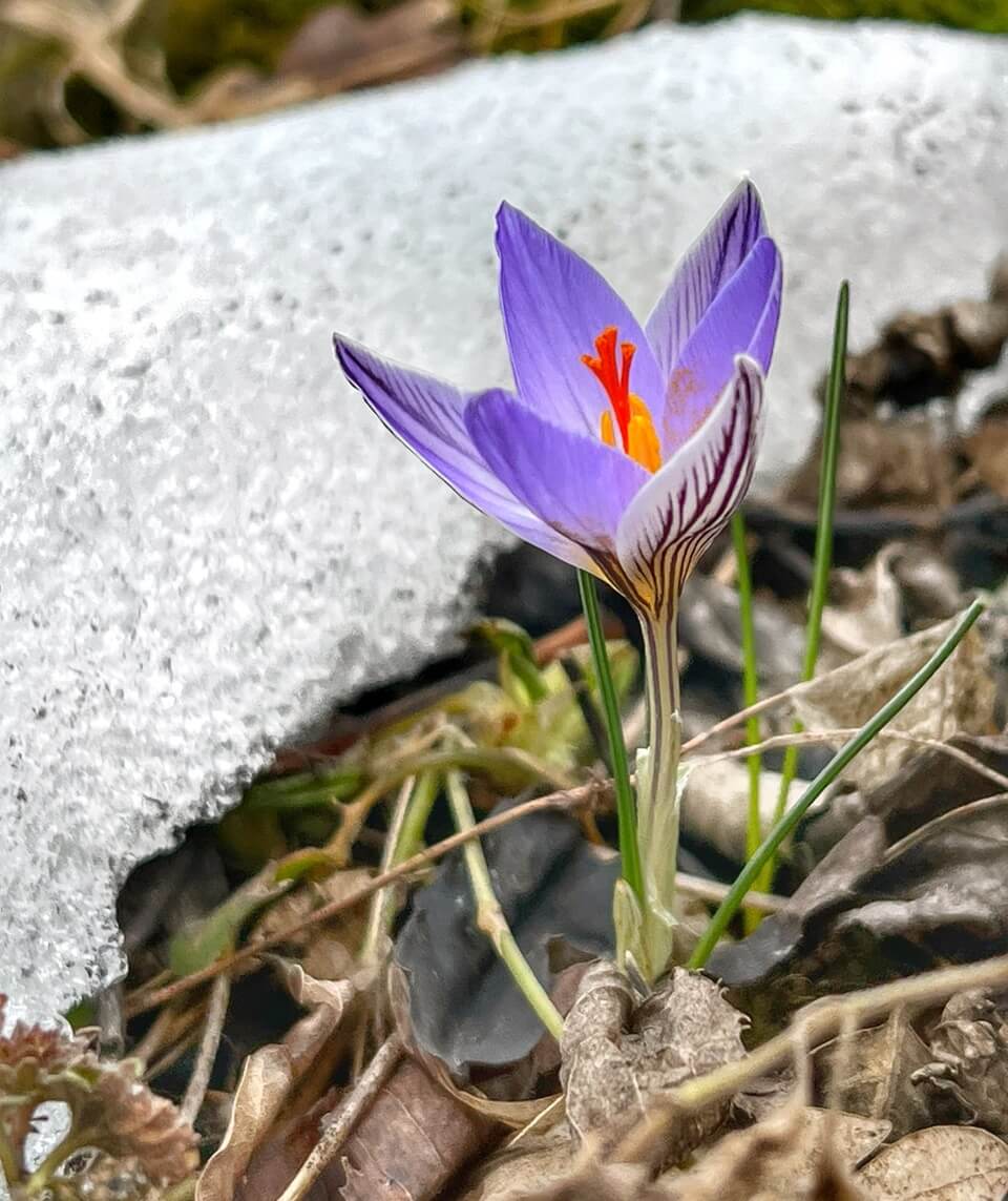 Premium organic saffron strands from the fields to the lab - Roobias Journal