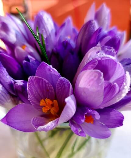 Close-up of Crocus Sativus flower, the source of scientific-grade saffron