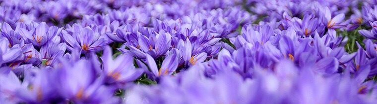 roobias saffron journal